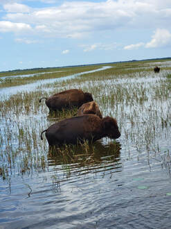 American bison on Lake Kissimmee